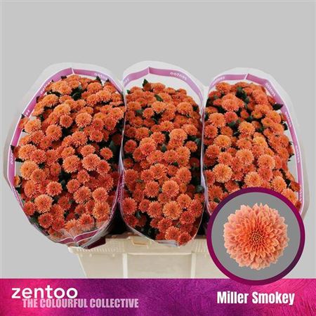Chr San Miller Smokey