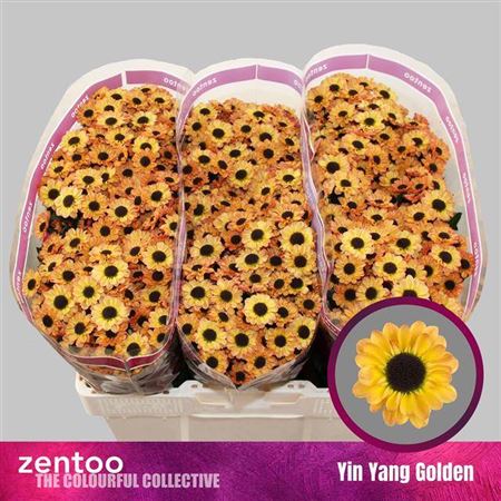 Chr San Yin Yang Golden