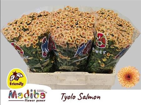 Chr San Mad Tiolo Salm