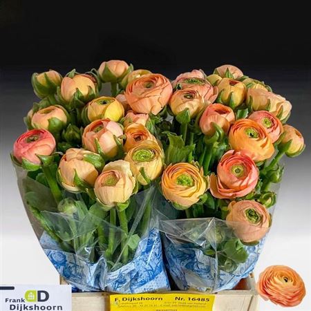 Ranunculus Aazur Peach