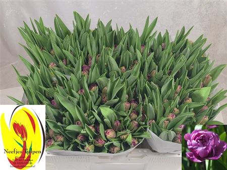 Tulipa Du Blue Diamond