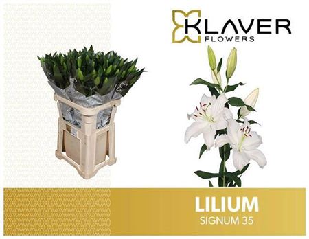 Lil Or Signum 3+(whi)