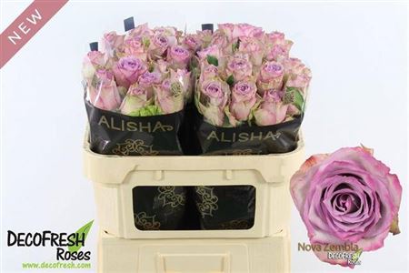 Rosa Gr Nova Zembla