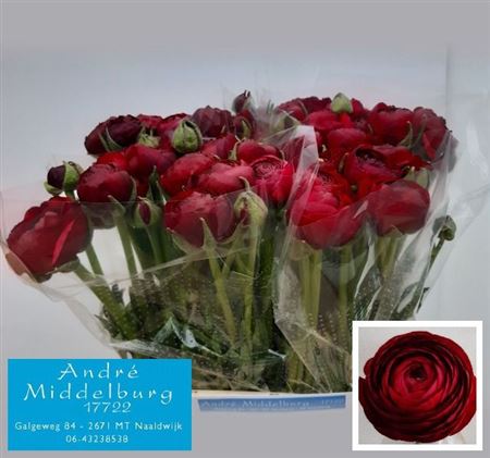 Ranunculus Aazur Burgundy