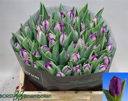 Tulipa Fr Clemente