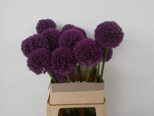 Allium Big Balls