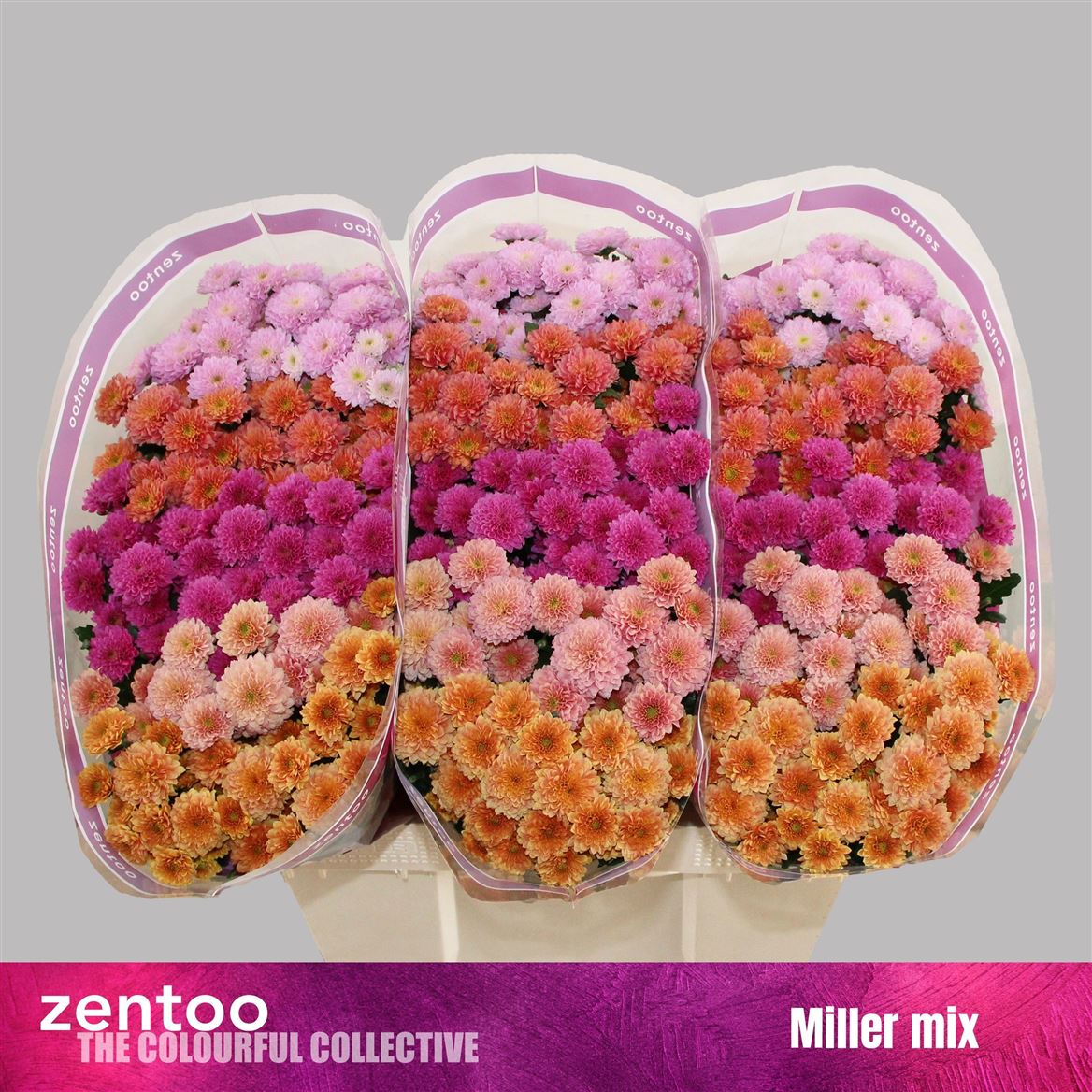 Chr San Miller Mix