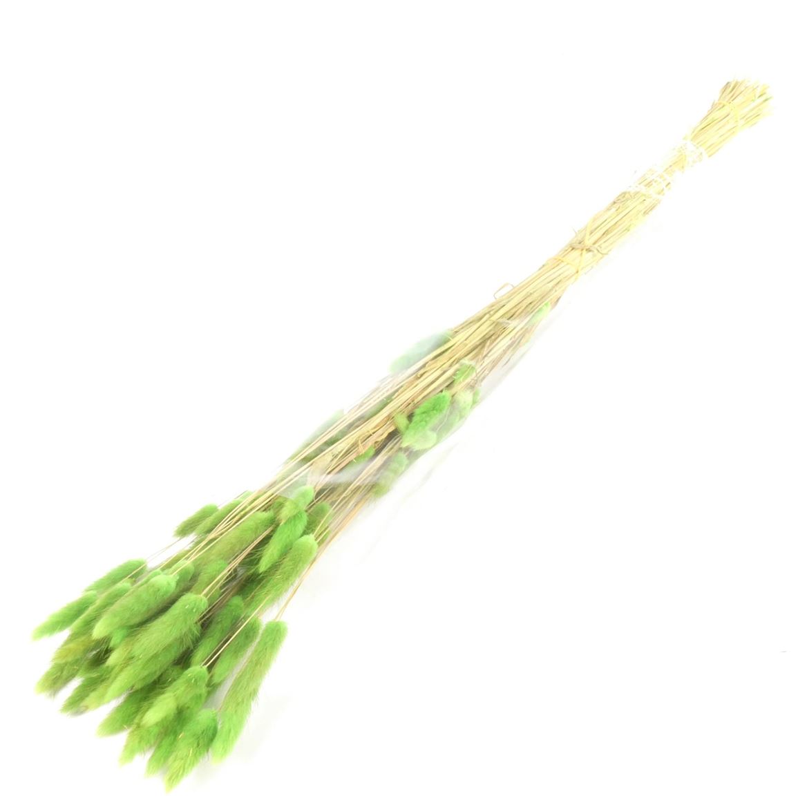 Dried Lagurus Green