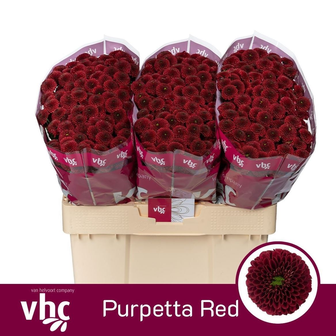 Chr San Purpetta Red
