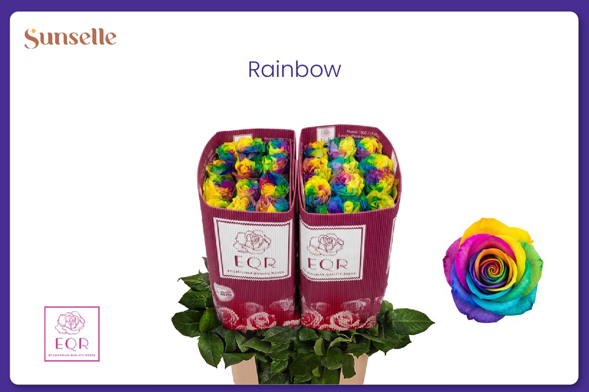 Rosa Gr Ec Tinted Rainbow
