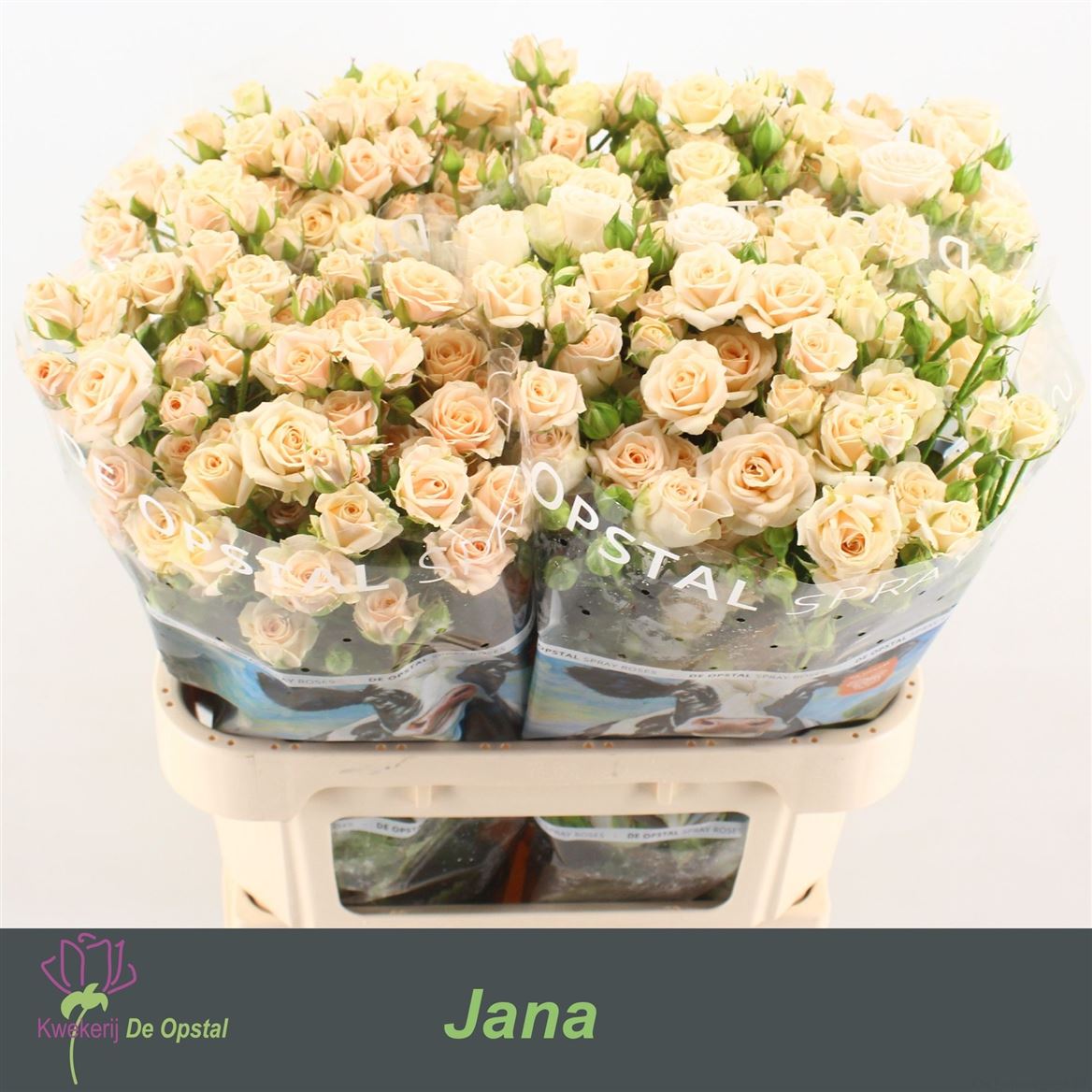 Rosa Tr Jana