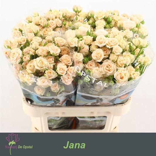 Rosa Tr Jana