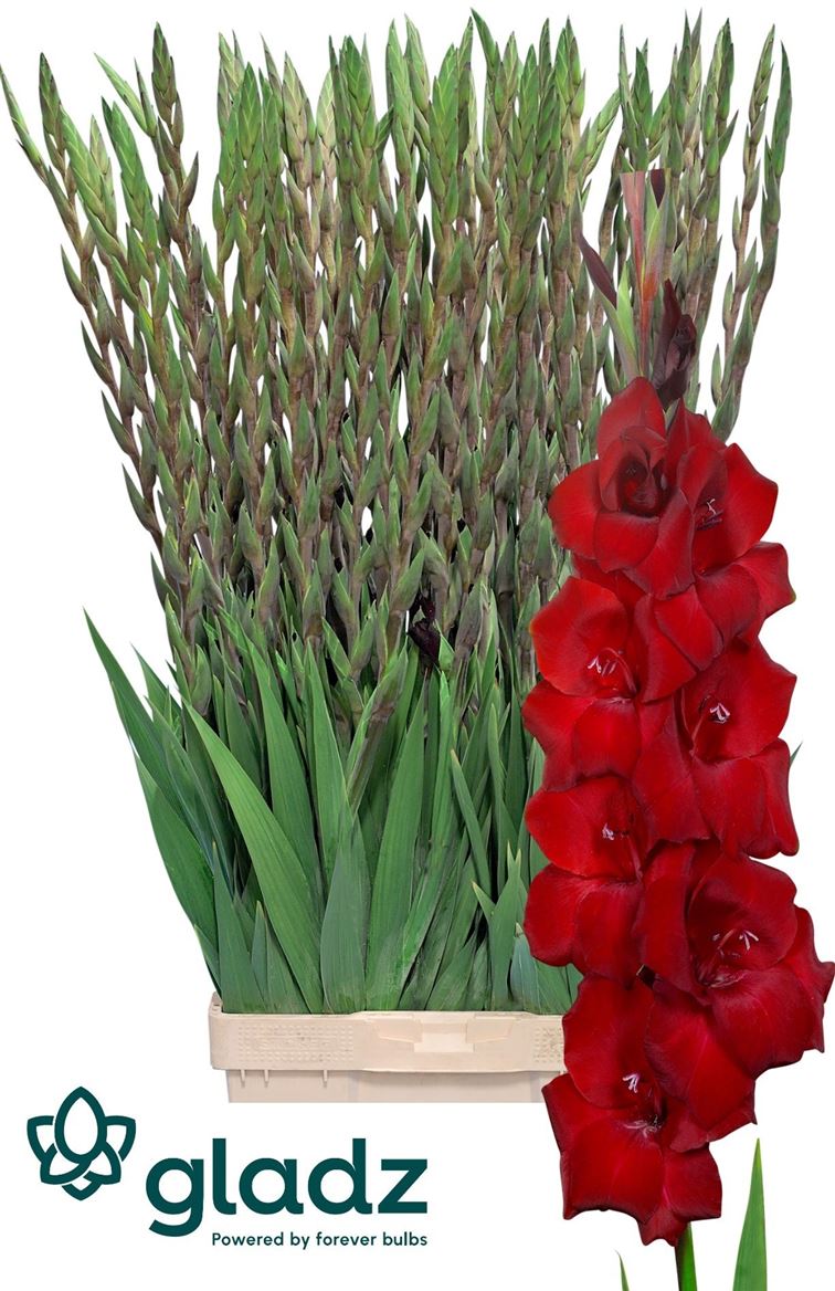 Gladiolus Burgundy