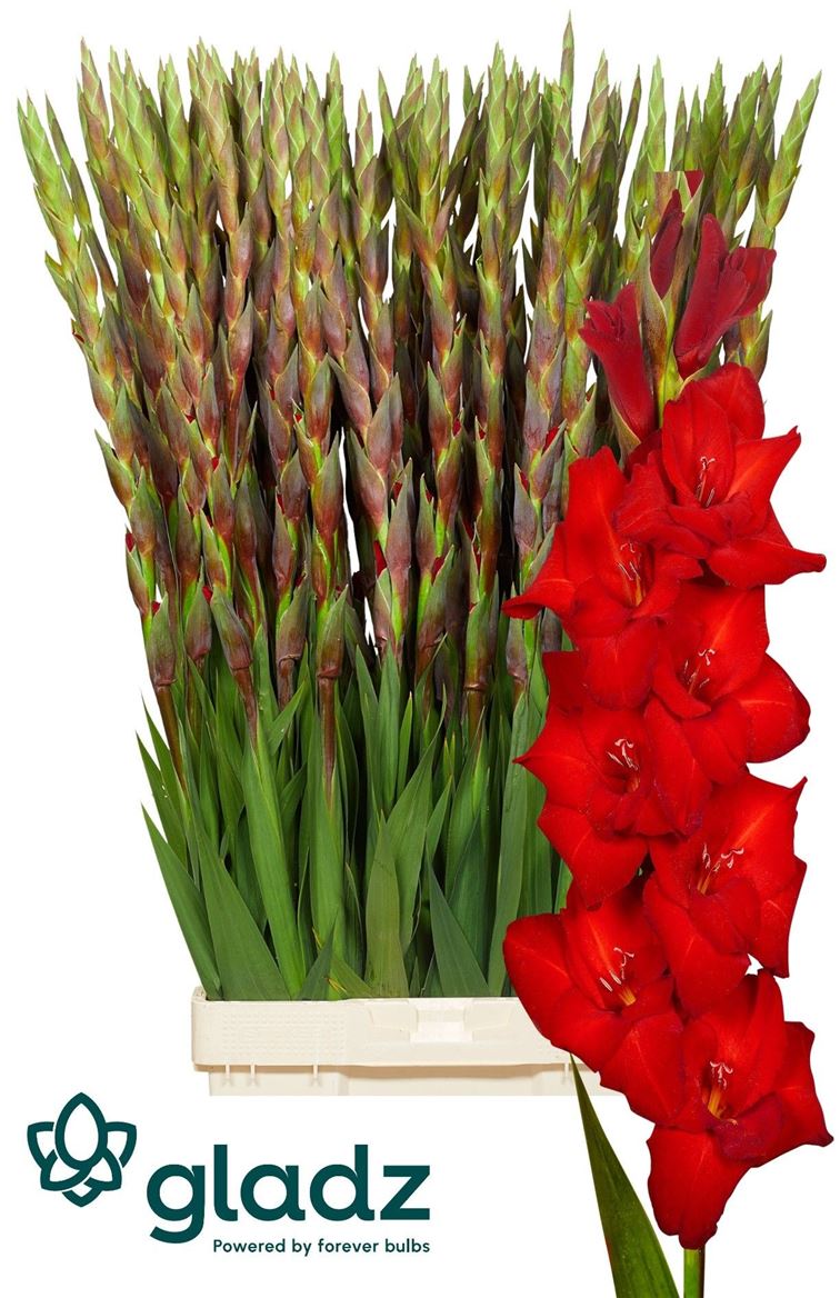 Gladiolus Red