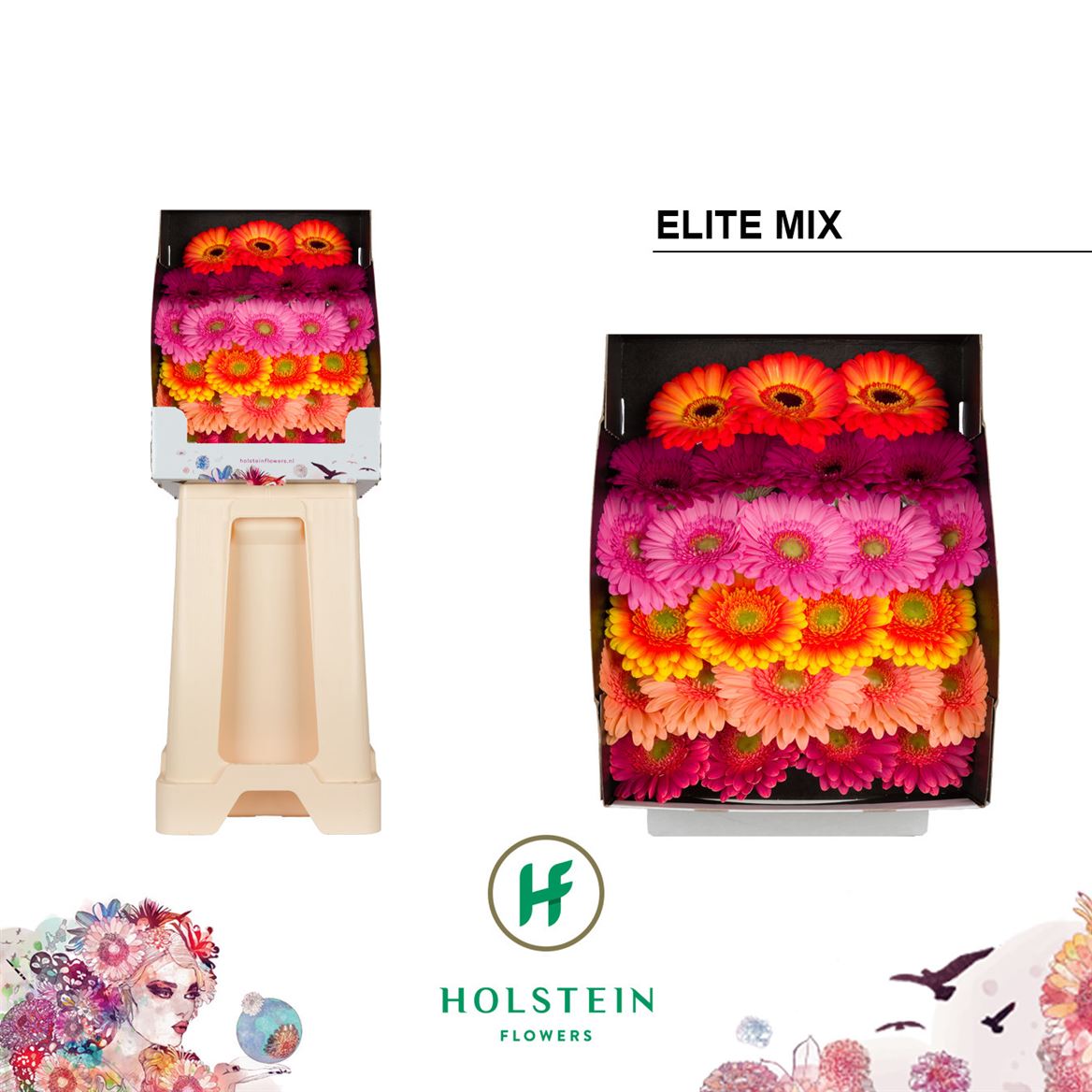 Germ D Mixed Elite