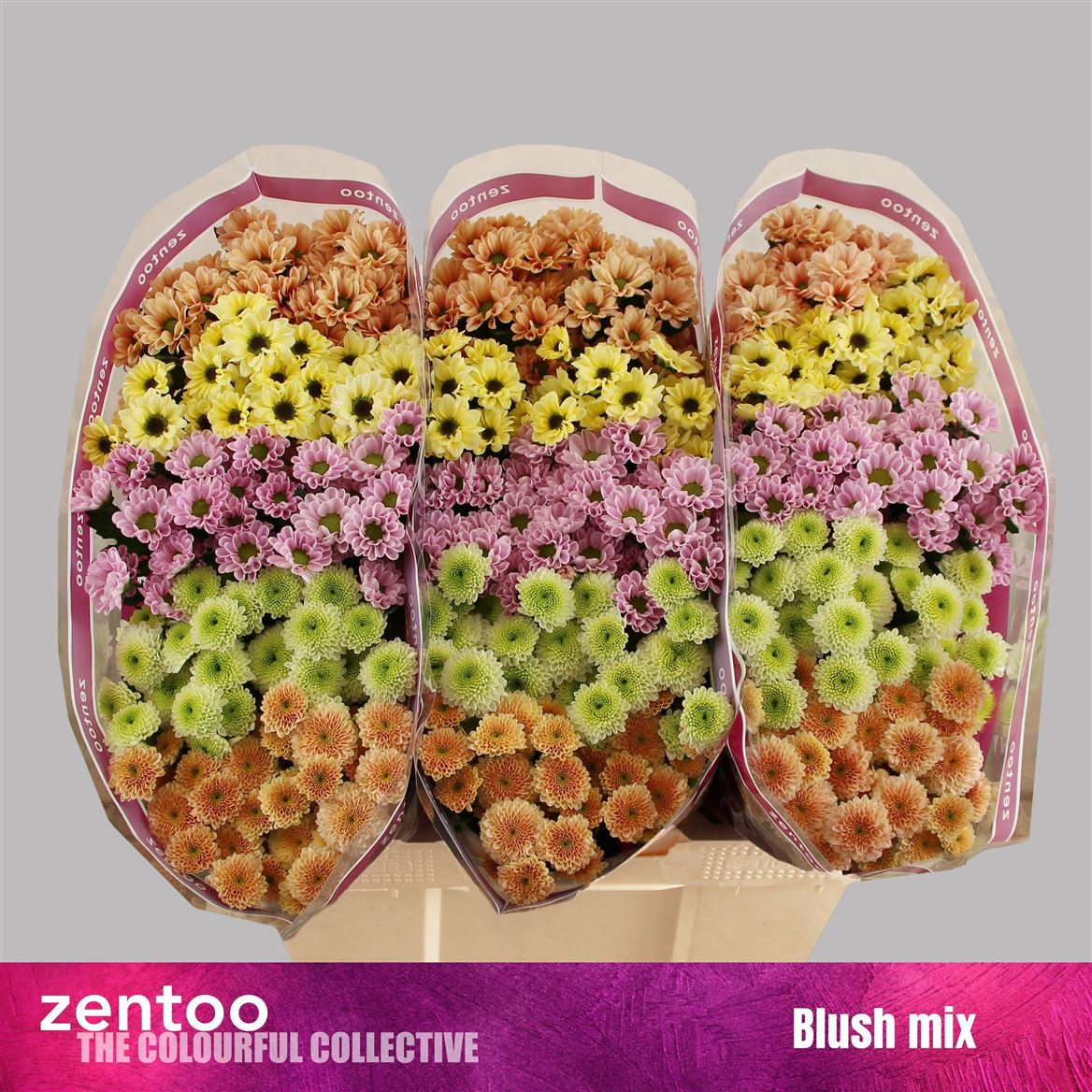 Chr San Blush Mix