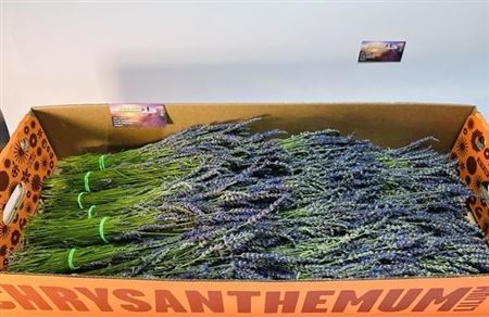 Lavandula Fresh