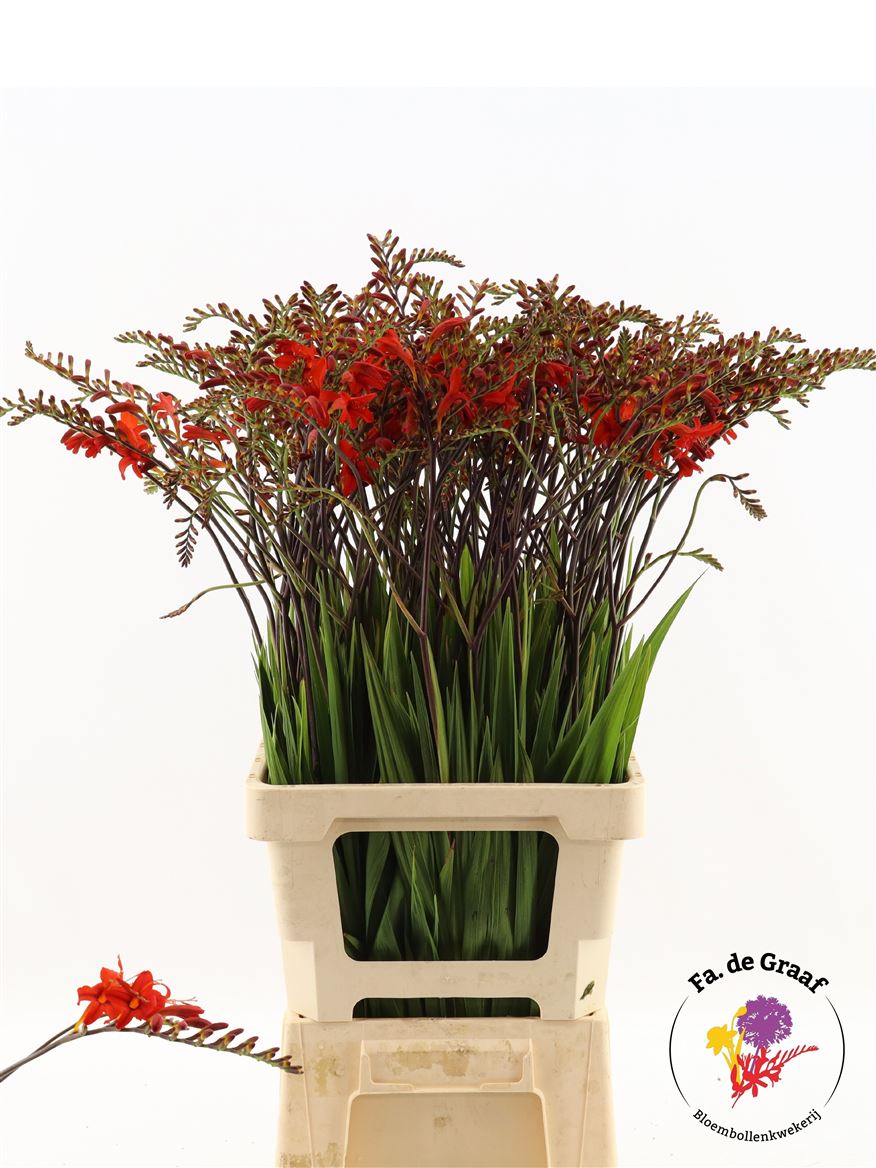 Crocosmia Lucifer