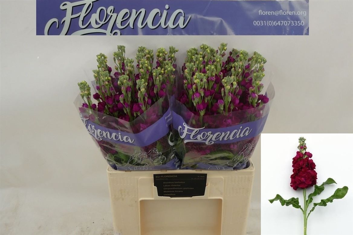 Matthiola Red A2