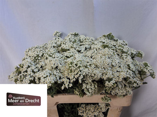 Achillea White Beauty