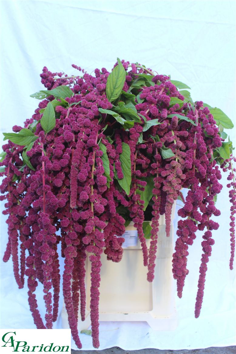 Amaranthus Trails Red