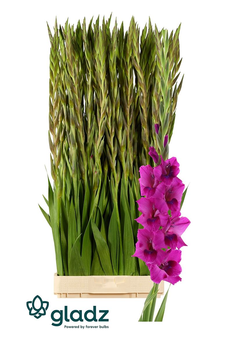 Gladiolus Mystic Magen