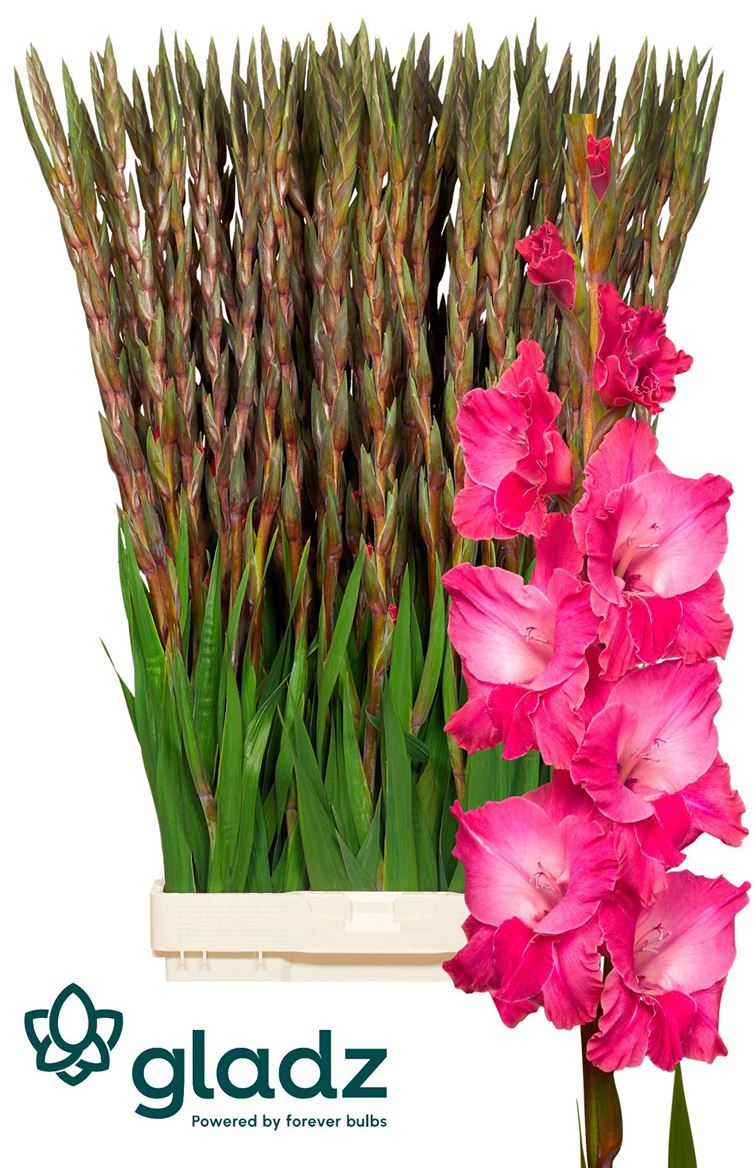 Gladiolus Fairytale Pink