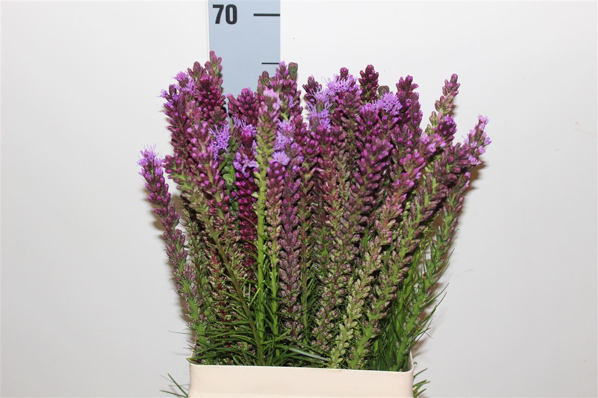 Liatris