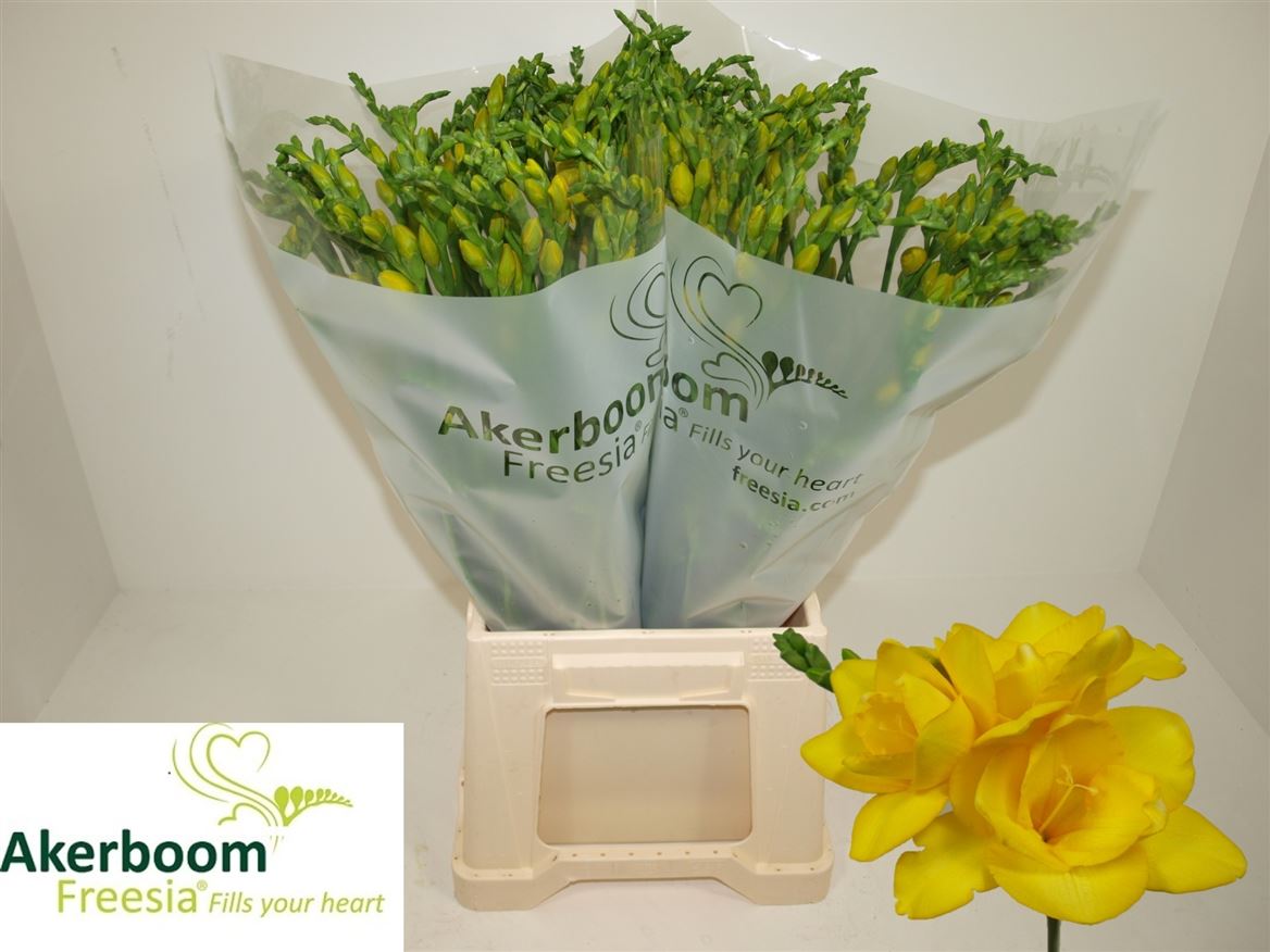 Fr Du Yellow On 10