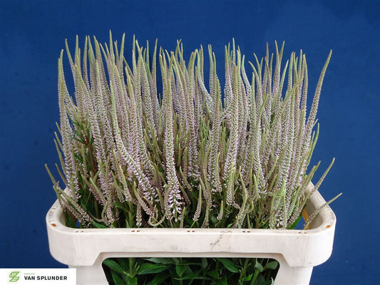 Veronicastrum Fascination