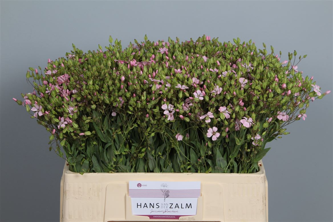 Saponaria Pink A2