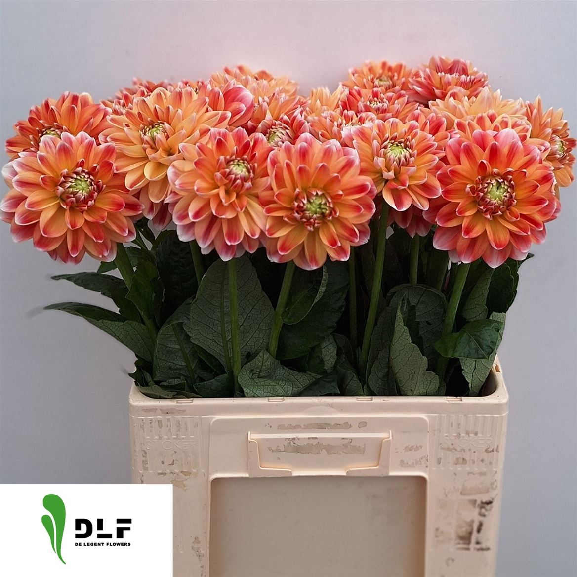 Dahlia Hapet Harmony