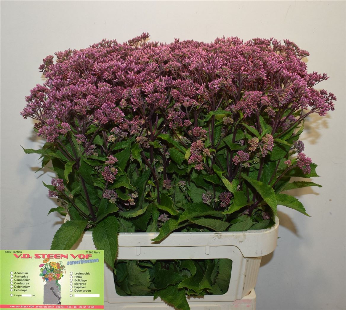 Eupatorium Atropurpureum