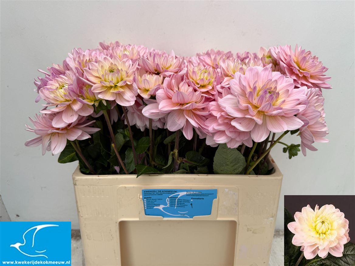 Dahlia Diana S Memory