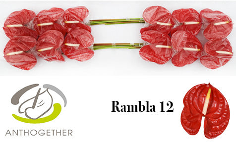 Anth Rambla