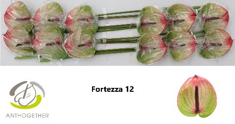 Anth Fortezza