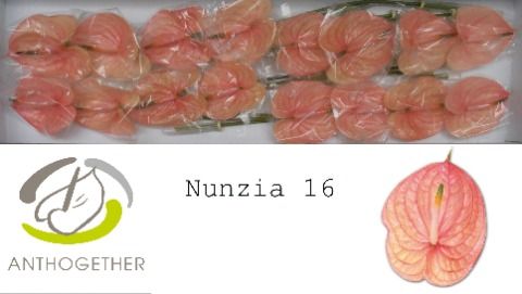 Anth Nunzia