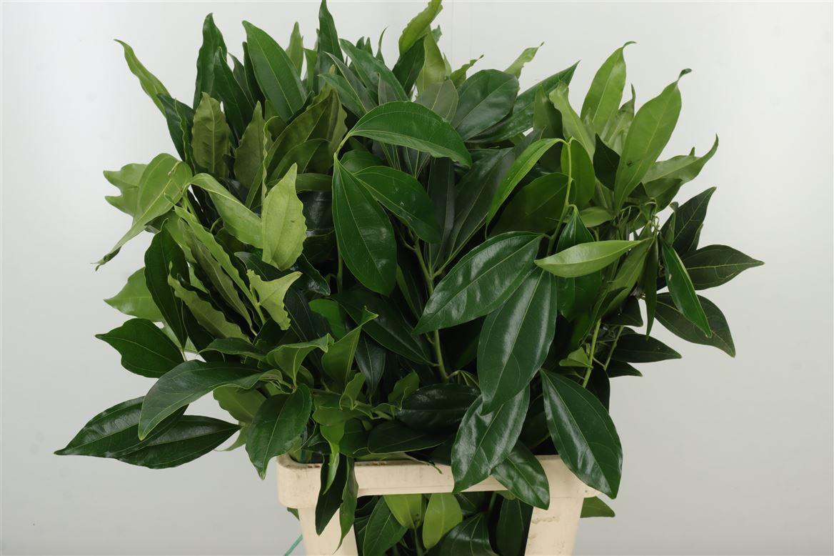 Cocculus Leaves
