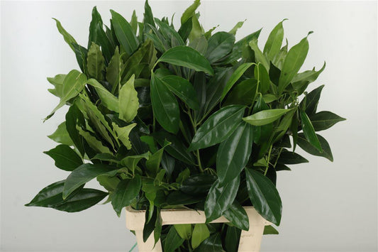 Cocculus Leaves