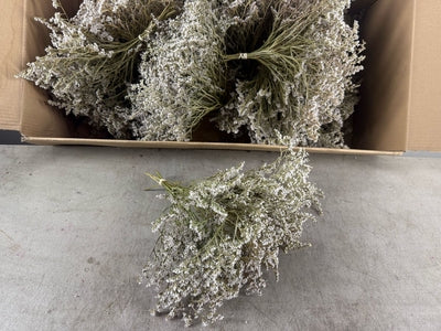 Dried Gonio Tataricum Bunch