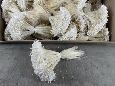 Dried Glixia Bleached
