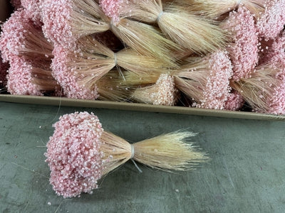 Dried Glixia Light Pink