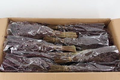 Lavendel Preserved Purple